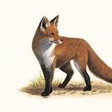 Team Page: Foxy Team